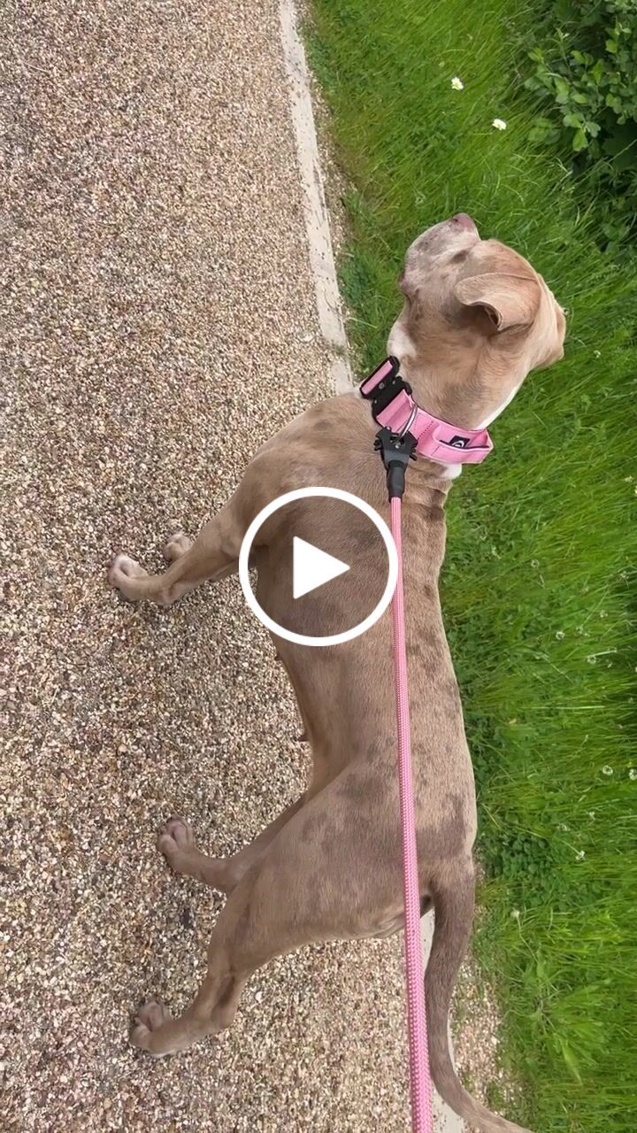 Customer video review of 5cm Combat® Collar | With Handle & Rated Clip - Pink v2.0