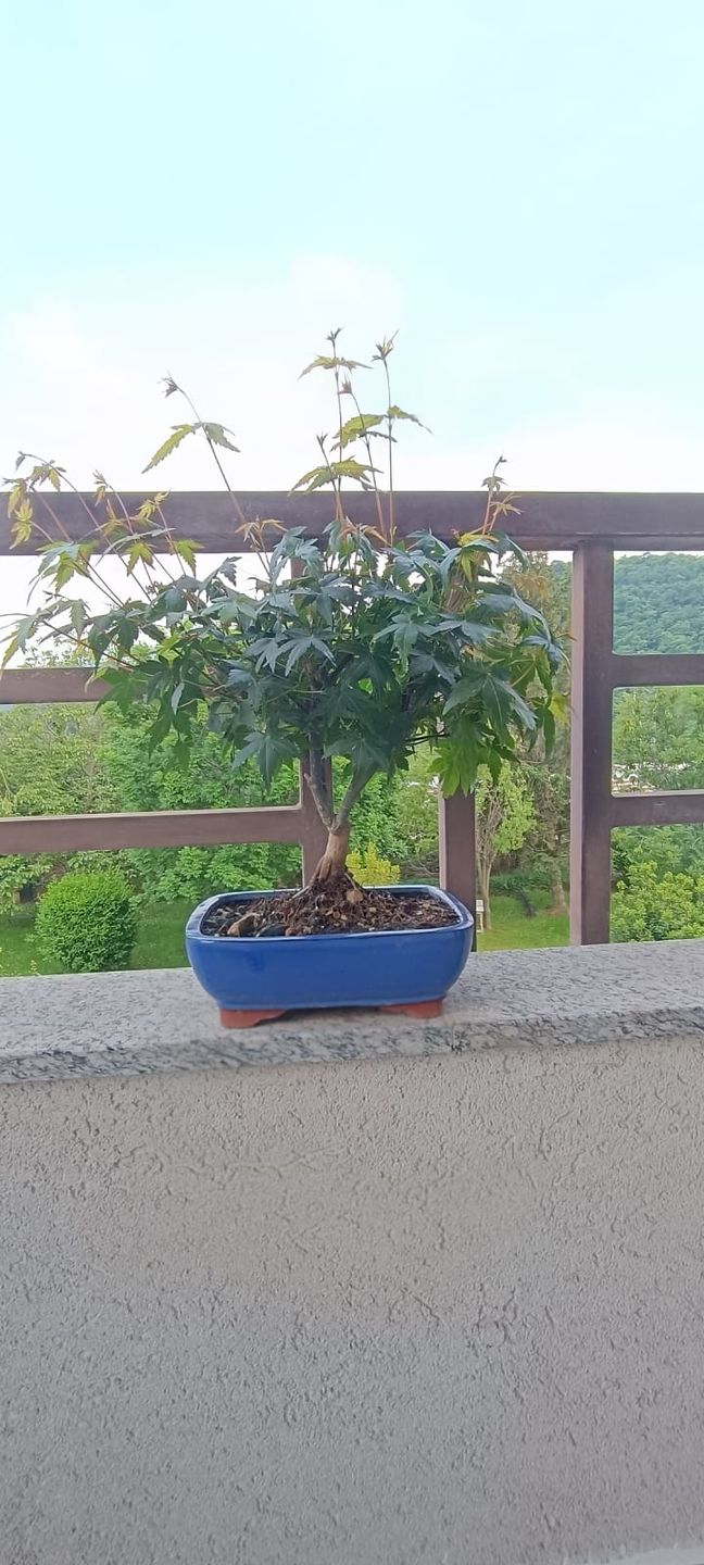 Customer photo review of ESTATE BOMBA PACK