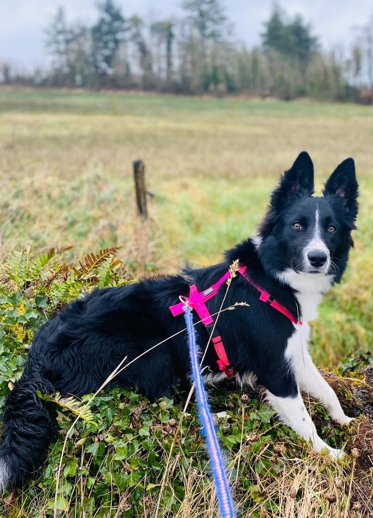 Customer photo review of Remote Training Collar System