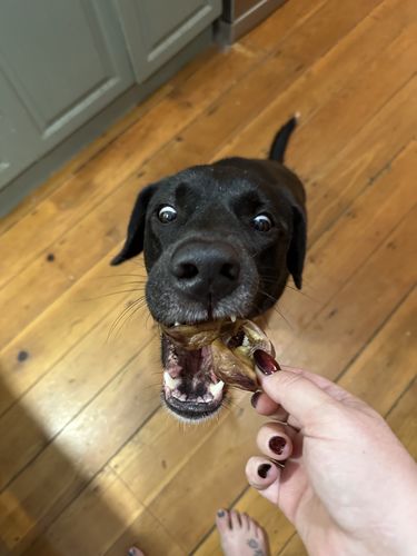 Customer photo review of Puppy Chews