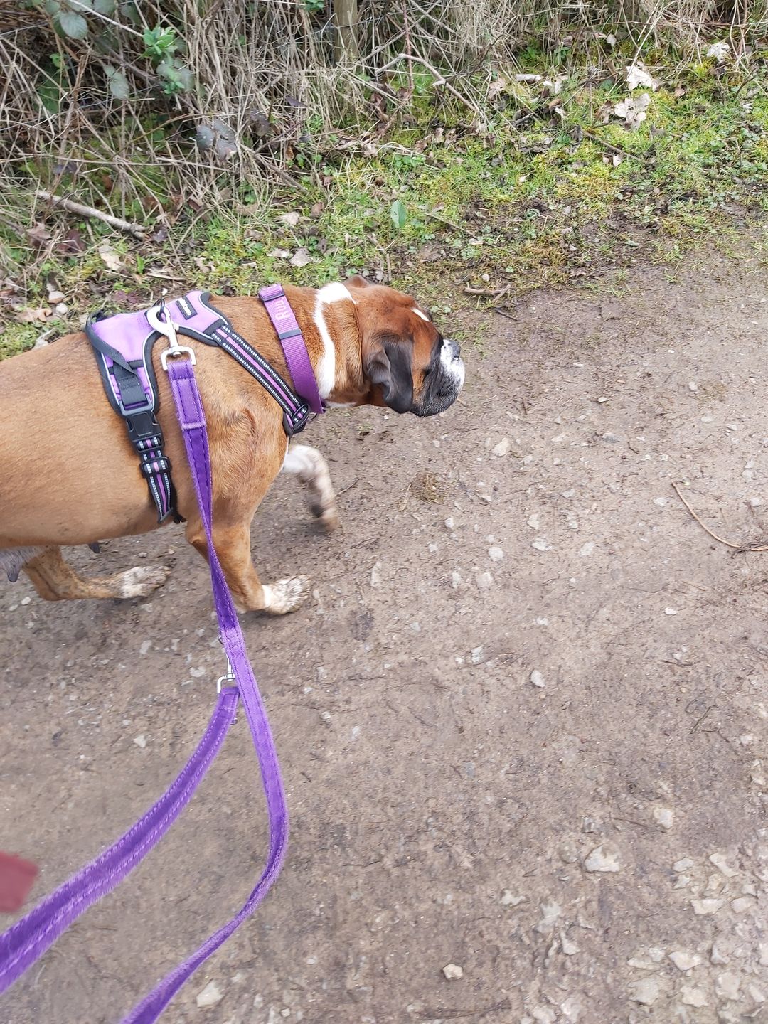 Customer photo review of Double Ended Training Lead | All Breeds - Durable & Soft 2m Lead - Purple