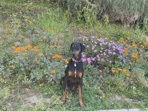 Customer photo review of Paw & Bones