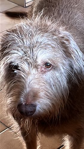 Customer photo review of Forever Young