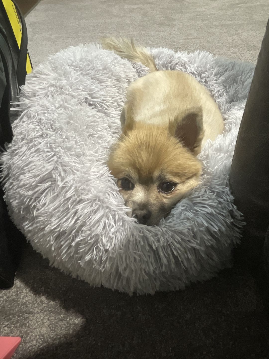 Customer photo review of Pawz Non-Removable Calming Pet Bed