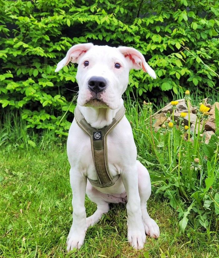 Customer photo review of RR - Slip on Padded Comfort Harness | Non Restrictive & Reflective - Khaki