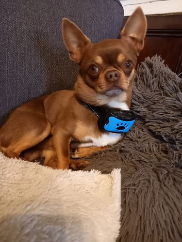 Customer photo review of Collier Anti Aboiement PuppySafe™