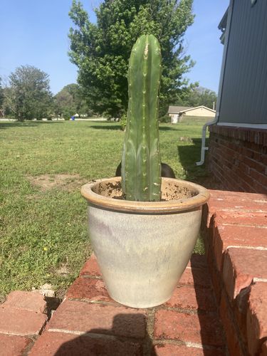 Customer photo review of San Pedro Cactus | Medium | Echinopsis pachanoi