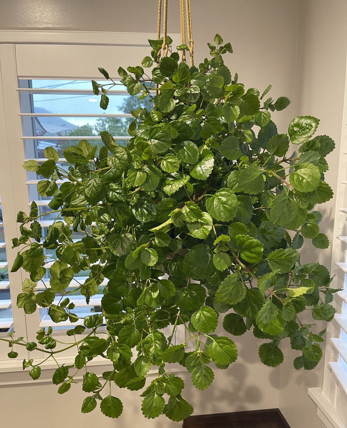 Customer photo review of Houseplant Top 40 Guide + Playlist