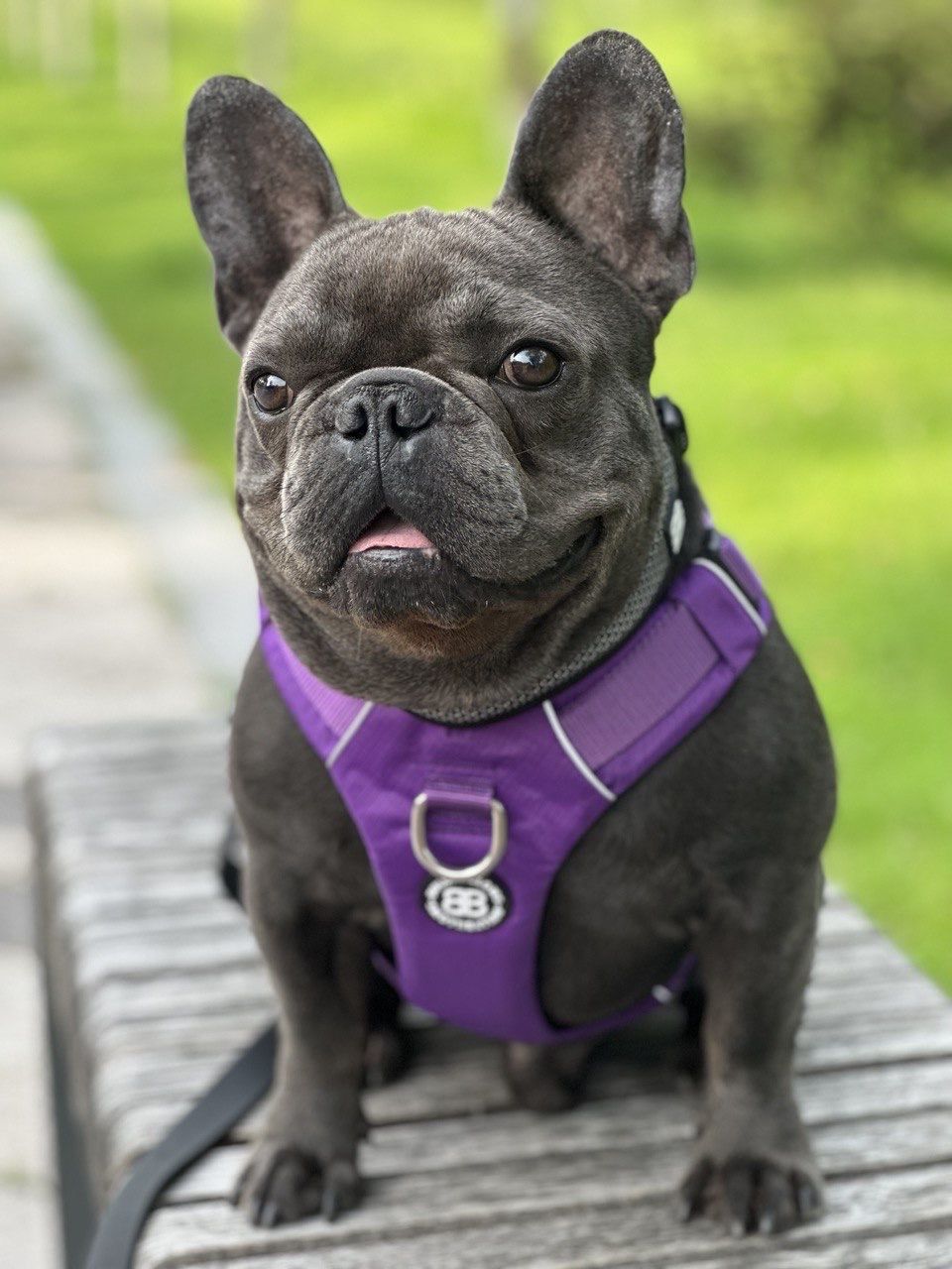Customer photo review of Air Mesh Harness - Anti-Pull, With Handle, Non Restrictive & Adjustable - Purple
