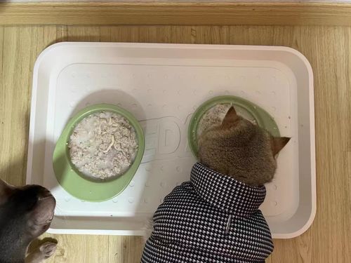 Customer photo review of Michu Premium Ceramic Cat Bowl Set for Discerning Owners