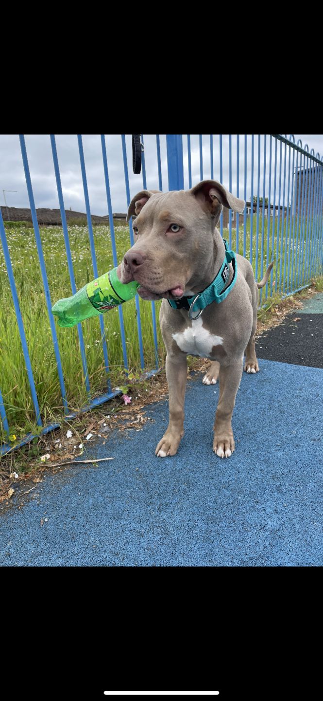 Customer photo review of 5cm Combat® Collar | With Handle & Rated Clip - Light Blue v2.0