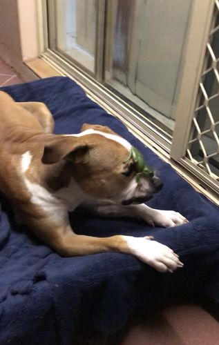 Customer photo review of DoggieBalm Manuka