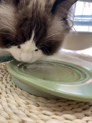 Customer photo review of Michu Premium Ceramic Cat Bowl Set for Discerning Owners