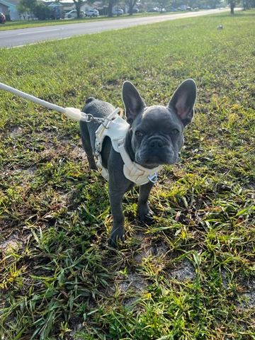 Customer photo review of Commuter Sneaker, Harness and Leash Set