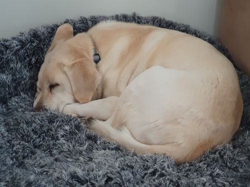 Customer photo review of PaWz Removable Cover Calming Pet Bed