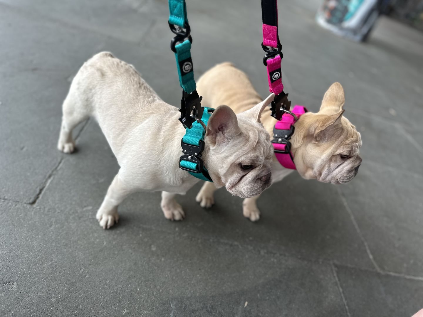 Customer photo review of 1.4m Swivel Combat Lead | Neoprene Lined, Secure Rated Clip with Soft Handle - Magentas