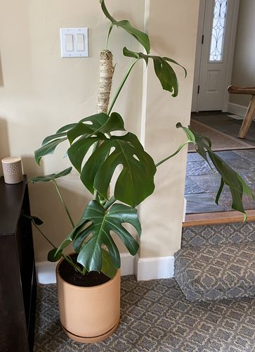 Customer photo of The Original Bendable Moss Pole™ - Best Seller (Pins Included) from Meredith L.