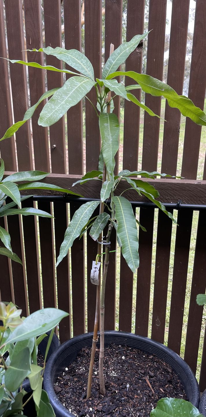 Customer photo review of Mango - Florigon