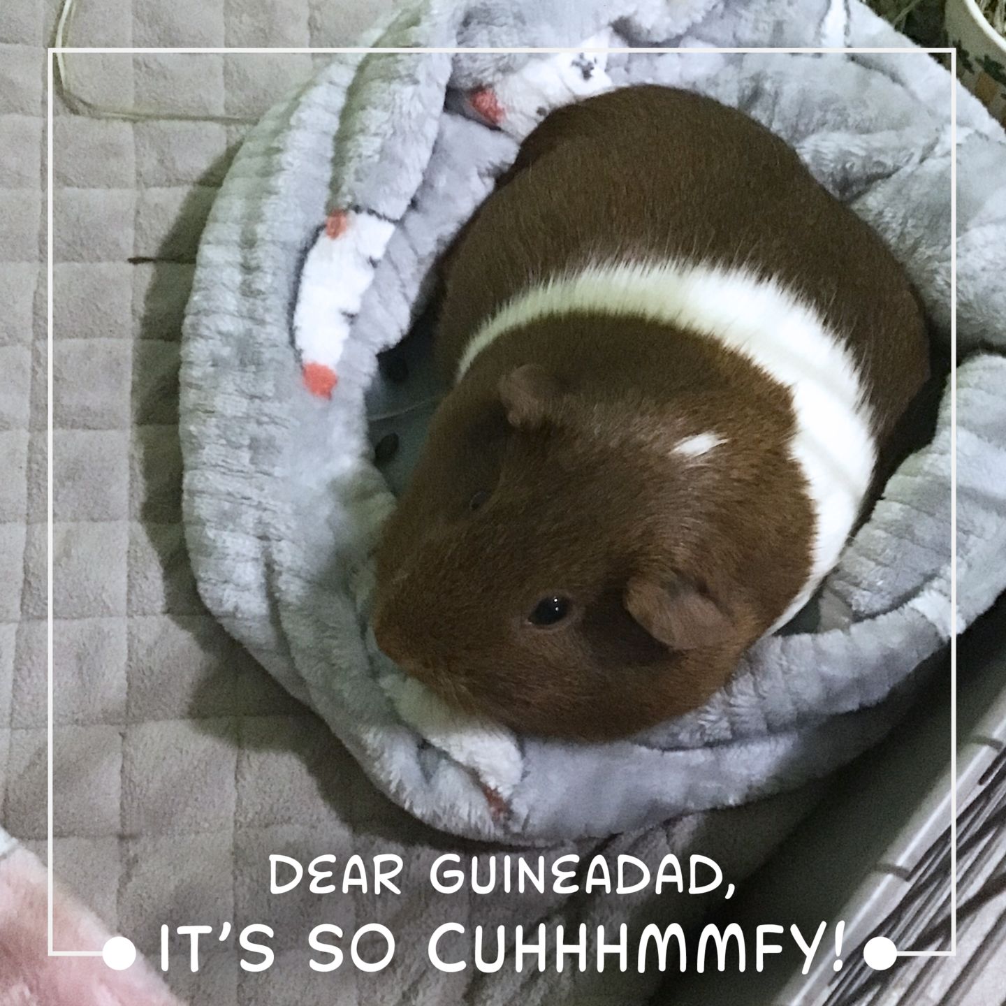 Customer photo review of Offbeat Club Piggy Play Package