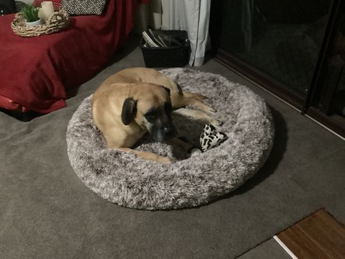 Customer photo review of PaWz Removable Cover Calming Pet Bed