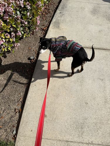 Customer photo review of Playa Poncho - Surprise Color