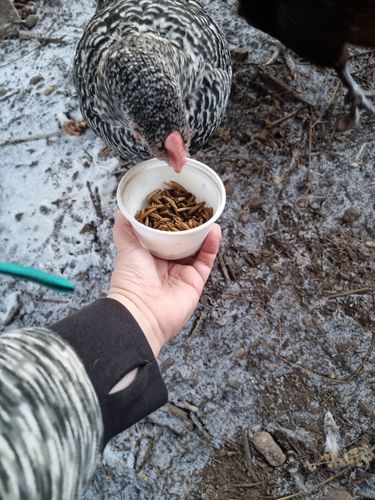 Customer photo review of BSF Larven - getrocknete Soldatenfliegenlarven