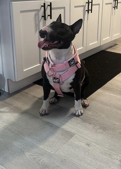 Customer photo review of TRI-Harness® | Anti-Pull, Adjustable & Durable - Dog Trainers Choice -  Pink v2.0