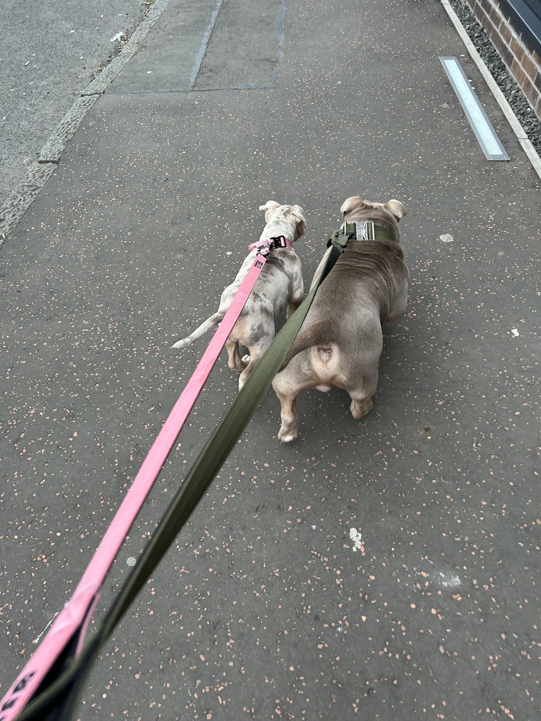 Customer photo review of 2.5cm Combat® Collar | With Handle & Rated Clip - Pink v2.0