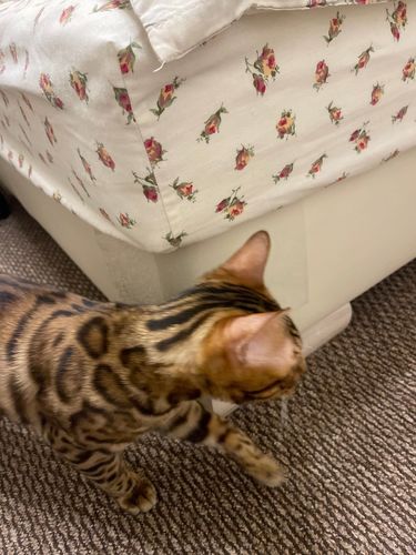 Customer photo review of Scratch Free Furniture Protector 8pcs (30x45cm) - 50% OFF Today Only