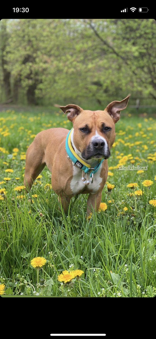 Customer photo review of 4cm RR Collar | Soft Padded & Reflective | Series 2 - Turquoise & Yellow