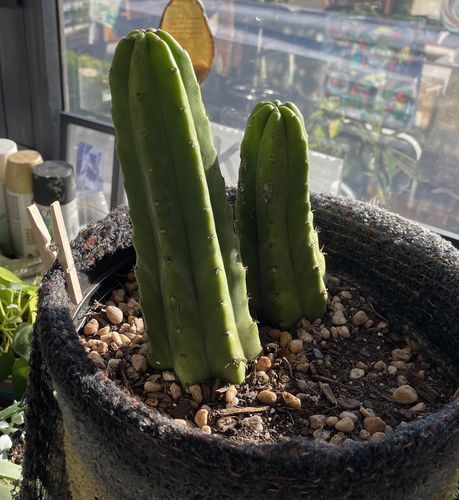 Customer photo review of San Pedro Cactus | Echinopsis pachanoi