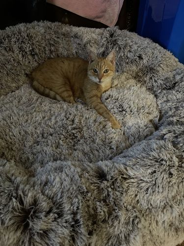 Customer photo review of PaWz Removable Cover Calming Pet Bed