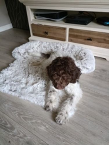 Customer photo review of WoofWonder | Hundebett für die Entspannung