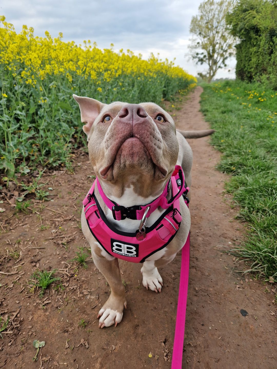 Customer photo review of Premium Comfort Harness | Non Restrictive & Adjustable - Magenta