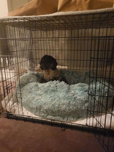 Customer photo review of PaWz Removable Cover Calming Pet Bed