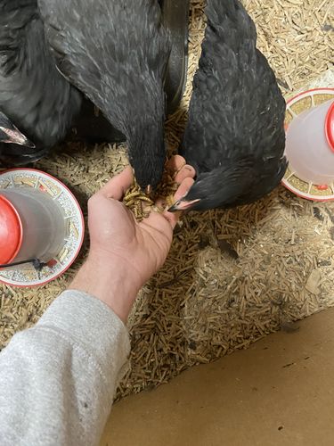 Customer photo review of GrubTerra Dried Larvae