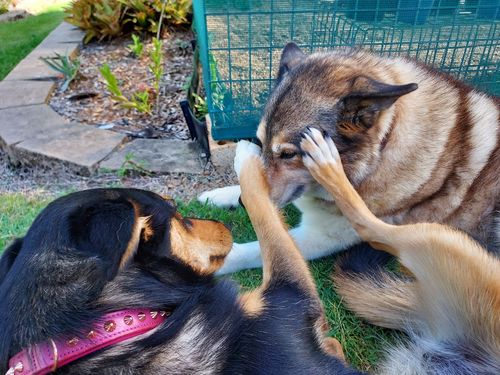 Customer photo review of Hand Made Leather Dog Collar - Imperial Dusky Pink & Rose Gold (Slim Fit) - CLEARANCE