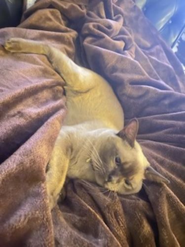 Customer photo review of Waterproof Splash Blanket™ - Chocolate