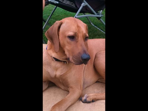 Customer photo review of Peanut Butter for Dogs (Byron Bay Peanut Butter Co)