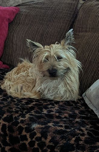 Customer photo review of GCP All Natural Flea, Tick and Mosquito Deterrent for Dogs - 100 Soft Chews