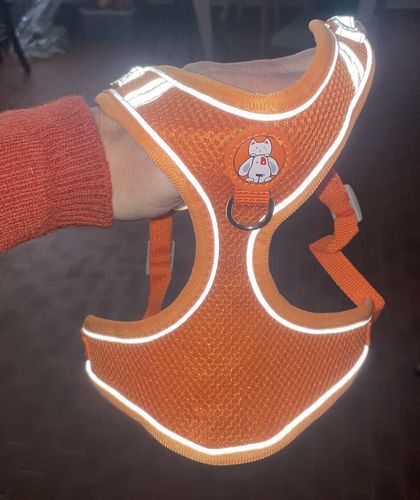 Customer photo review of Pettorina Traspirante + Guinzaglio 3 colori