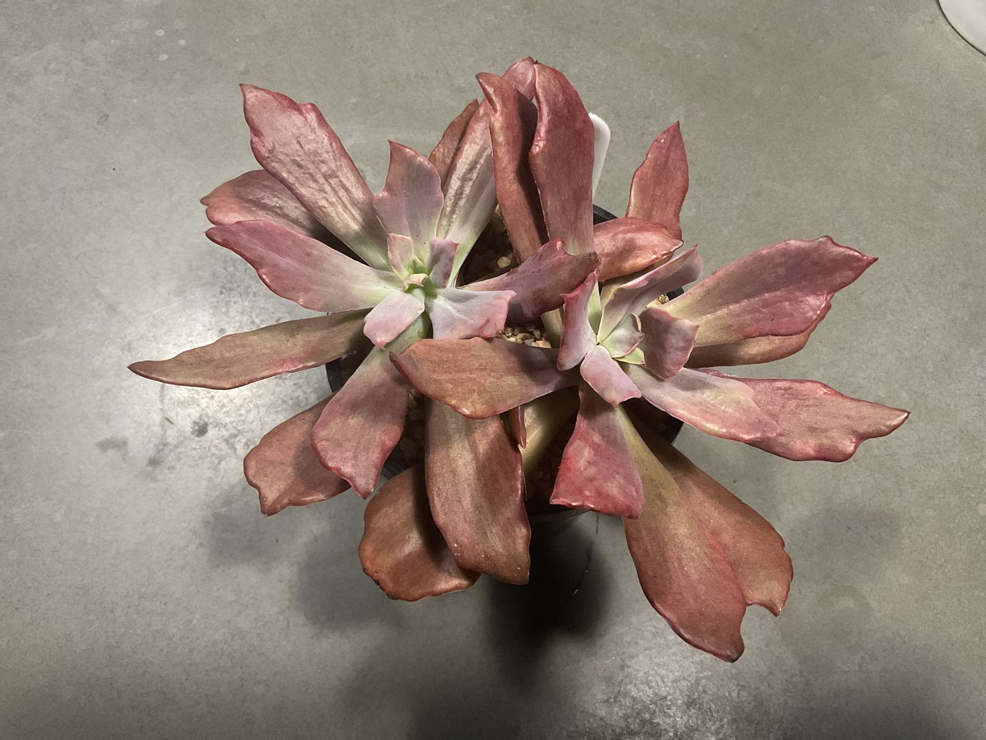 Customer photo review of Echeveria Diamond State Variegata
