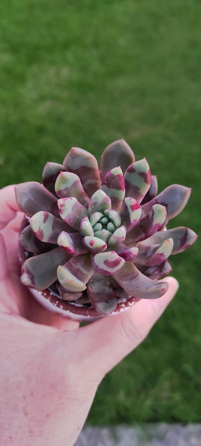 Customer photo review of Echeveria Jelly Jam