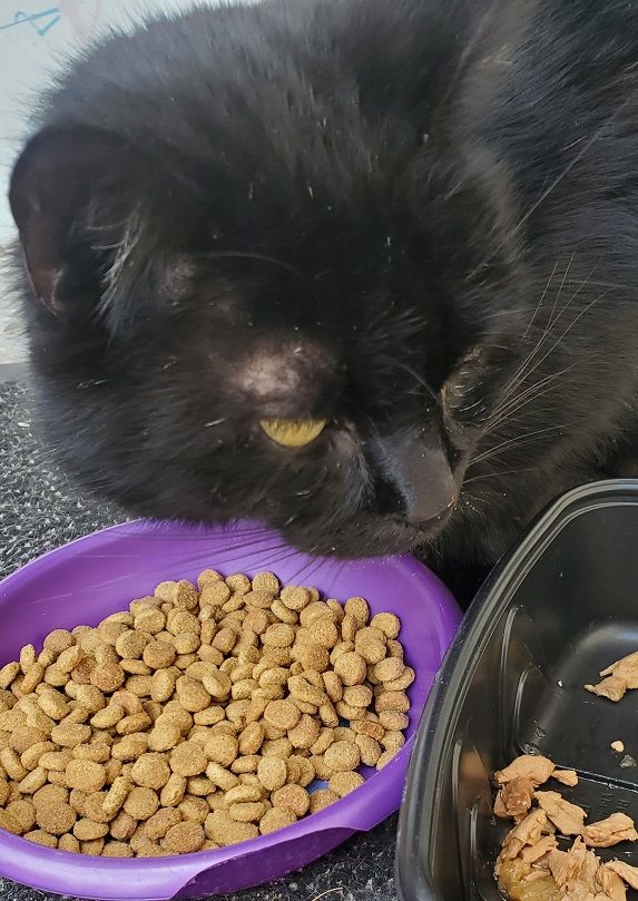 Customer photo review of Pâtées riches en volaille & aux courgettes (chat stérilisé et chat adulte)