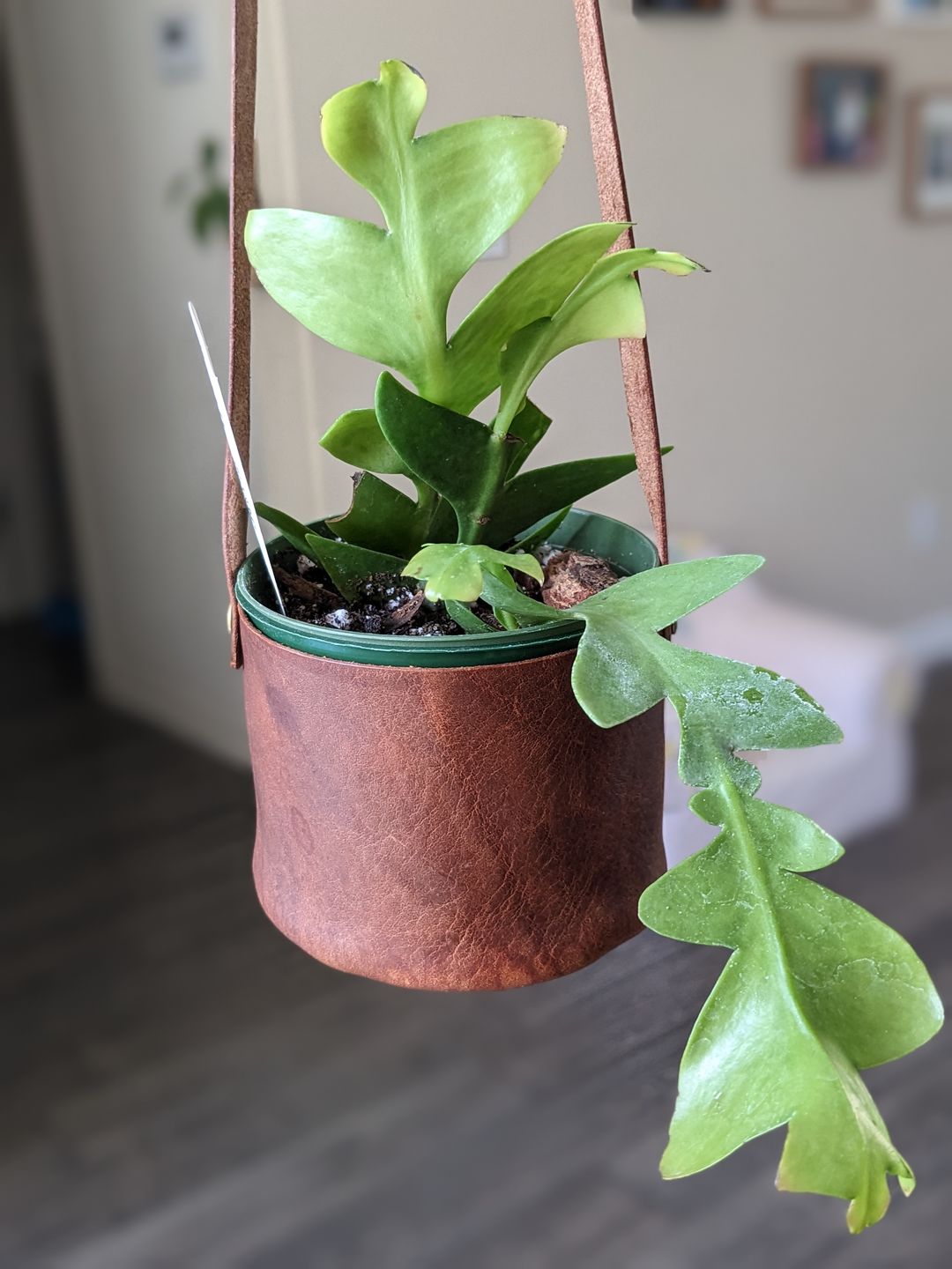 Customer photo review of Cactus Selenicereus chrysocardium "Sharktooth"