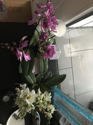 Customer photo review of 2er Orchideen Überraschung + Übertöpfe