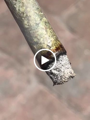 Customer video review of Proper Tips - Blue & Gold Dichro