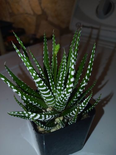 Customer photo review of Zebra Plant | Haworthia Fasciata