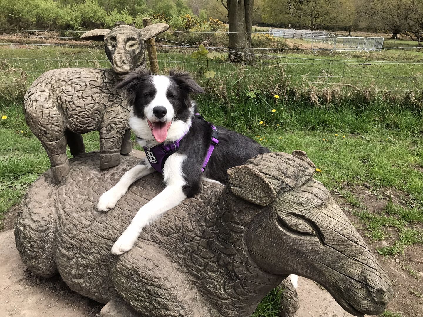 Customer photo review of Premium Comfort Harness | Non Restrictive & Adjustable - Purple