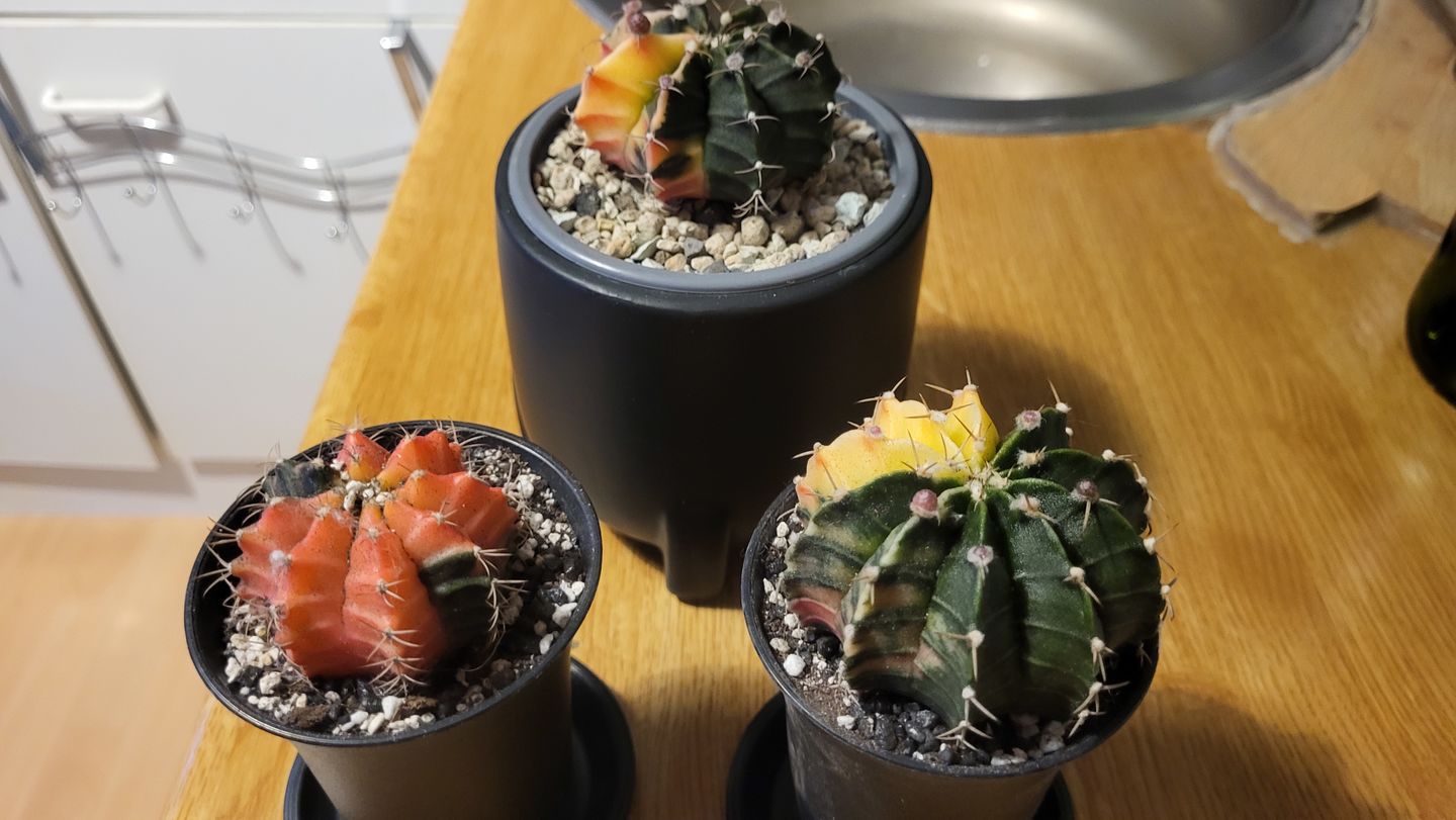 Customer photo review of Gymnocalycium Mihanovichii Variegata